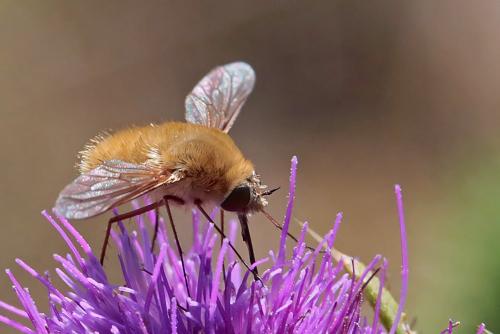 Réf. 237 135 : Bombylius sp.